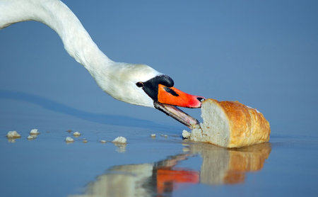 Beautiful swan eating breadの写真素材