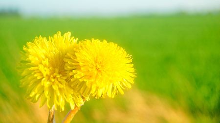 Spring background. Two dandelions and green meadow in the backgroundの写真素材