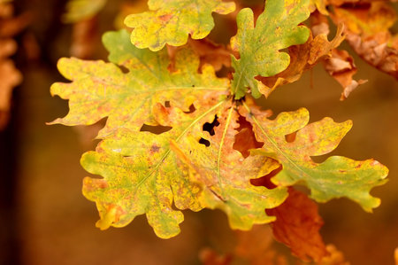Autumn leaves on tree. Autumn, fall background