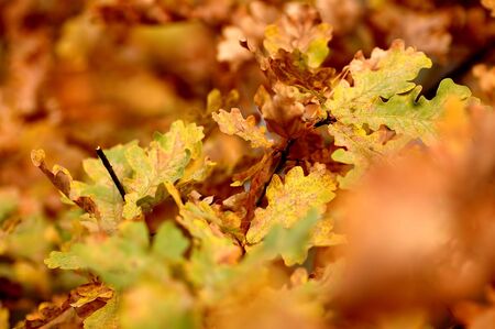 Autumn leaves on tree. Autumn, fall backgroundの写真素材