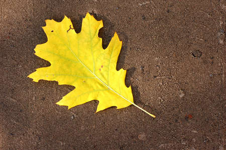 Autumn leaf on ground backroundの写真素材