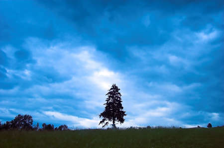 Rainy landscape with single tree in the middle. Horror sceneryの写真素材