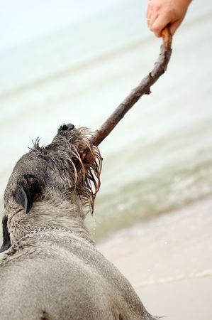 Dog Schnauzer having fun on the beachの写真素材