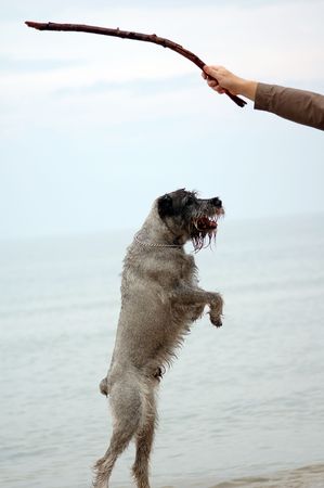 Play with dog on the beachの写真素材