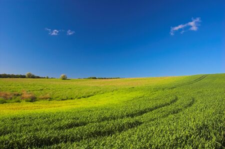 Green meadow and blue skyの写真素材