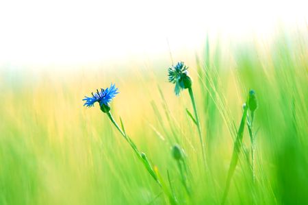 Fresh green meadow and daisyの写真素材