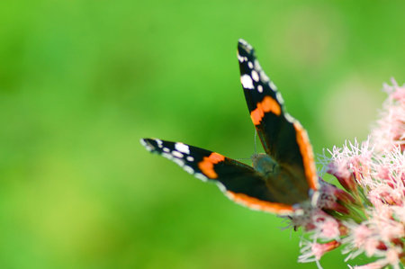 Bright image of beautiful BUTTERFLY sitting on flower ready to take off