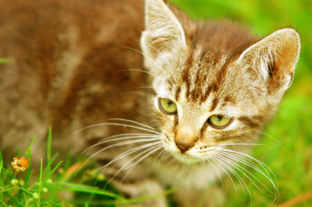 Adorable kitten in the grassの写真素材