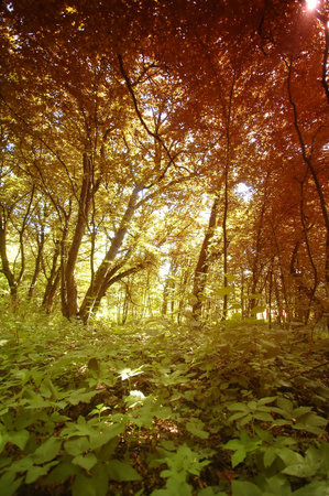 Colourful old autumn forest 