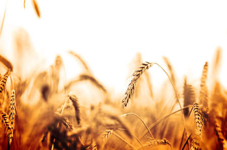 Wheat closeup on wheat fieldの写真素材