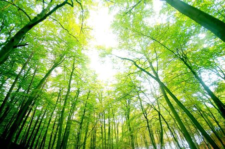 green forest. bright, natural coloursの写真素材
