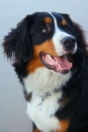 Beautiful dog portrait. Bernese Mountain Dogの写真素材