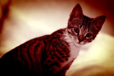 Mysterious cat portrait - in red, bloody colouringの写真素材