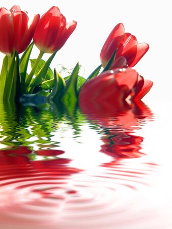 Red tulips isolated on white の写真素材