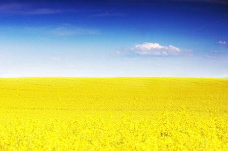 Perfect natural, beautiful meadow in spring