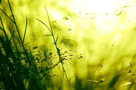 Green natural background of grass in lake