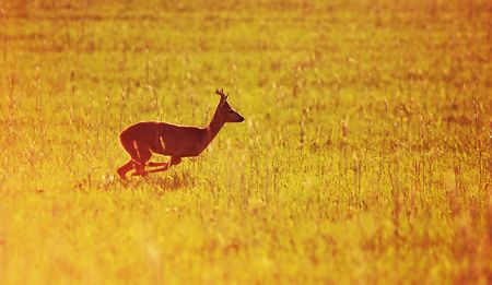 Animal background beautiful roe-deer running. With copyspaceの写真素材