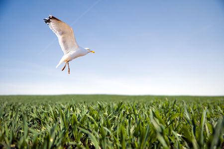 A beautiful bird flying over green fieldの写真素材