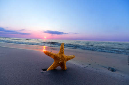 Starfish on the beach. Summer timeの写真素材