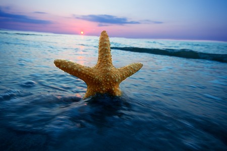 Starfish on the beach. Summer timeの写真素材