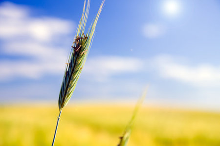 Wheat field. Sunny agriculture landscapeの写真素材