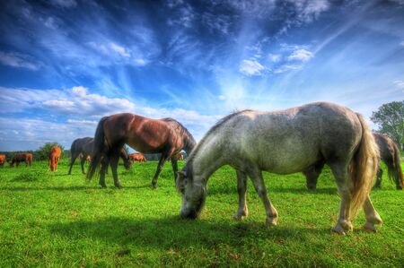 Beautiful wild horses on the perfect field.の写真素材