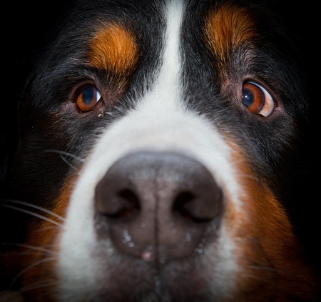 Bernese mountain dog portrait close upの写真素材