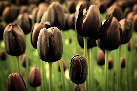 Unique black tulip flowers in green grass in a sunny day. Vintage moodの写真素材