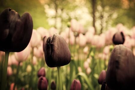 Unique black tulip flowers in green grass in a sunny day. Vintage moodの写真素材