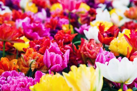 Colorful fresh flowers in a sunny day, backgroundの写真素材