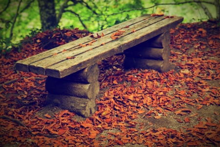 Old bench in autumn, fall forest. の写真素材