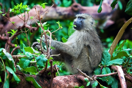 Baboon monkey in African bush. Lake Manyara National Park in Tanzaniaの写真素材