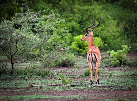 A male impala in Lake Manyara National Park, Tanzania. It is a medium-sized African antelopeの写真素材