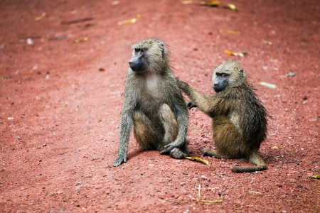 Two Baboon monkeys in African bush. Lake Manyara National Park in Tanzaniaの写真素材