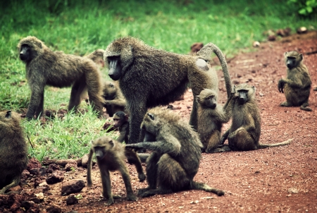 Group of Baboon monkeys in African bush. Lake Manyara National Park in Tanzaniaの写真素材