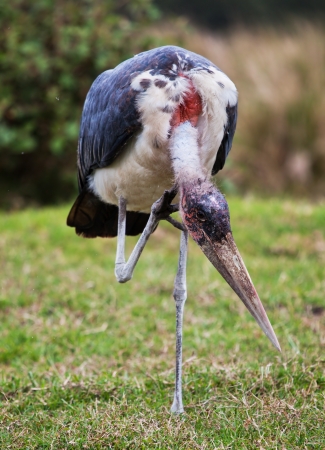The Marabou Stork bird in Tanzania, Africaの写真素材