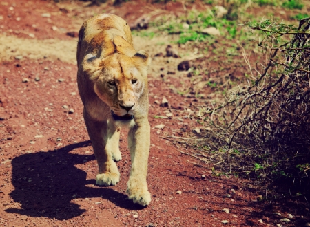 Female lion walking on red soil in Ngorongoro crater in Tanzania, Africaの写真素材