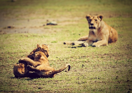 Small lion cubs playing on savannah, mother is watching. Ngorongoro crater in Tanzania, Africa.の写真素材