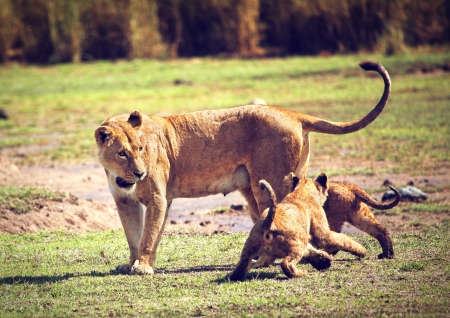 Small lion cubs with mother on savannah. Ngorongoro crater in Tanzania, Africa.の写真素材