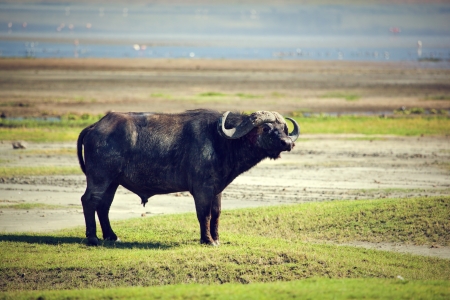 The African buffalo on savannah. Ngorongoro crater in Tanzania, Africaの写真素材