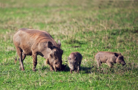 The warthog family on savannah in the Ngorongoro crater, Tanzania, Africa.の写真素材