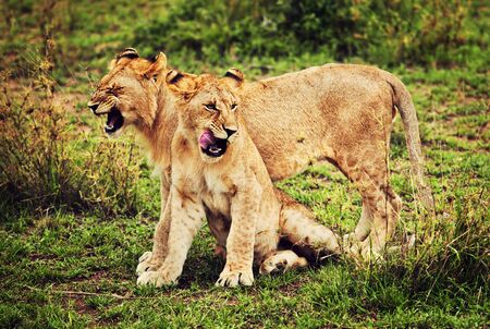 Small lion cubs playing on savanna in Africa. Safari in Serengeti, Tanzaniaの写真素材