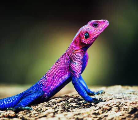 The Mwanza Flat-headed Agama on rock. Serengeti, Tanzania in Africa