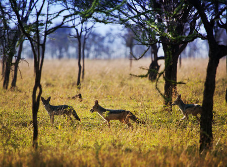 Jackals group on savanna. Safari in Serengeti, Tanzania, Africa