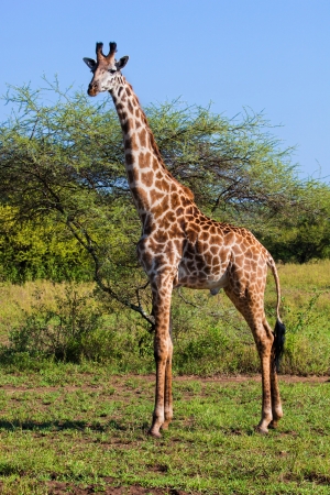 Giraffe on savanna, full view. Safari in Serengeti, Tanzania, Africaの写真素材