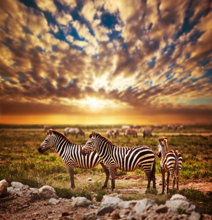 Zebras herd on savanna at sunset, Africa. Safari in Serengeti, Tanzaniaの写真素材