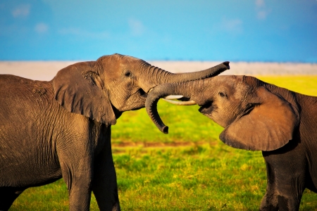 Elephants playing with their trunks on African savanna. Safari in Amboseli, Kenya, Africaの写真素材