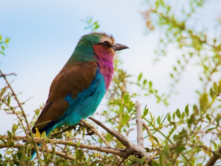 Lilac Breasted Roller bird. Safari in Amboseli, Kenya, Africaの写真素材