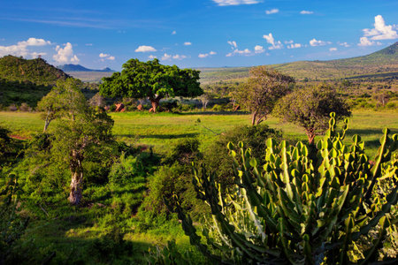 Grassland with rich flora, savanna and bush landscape in Africa. Tsavo West, Kenya.