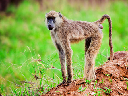 Baboon monkey in African bush. Safari in Tsavo West, Kenya